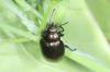 Chrysolina oricalcia